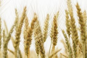 ripe ears of wheat