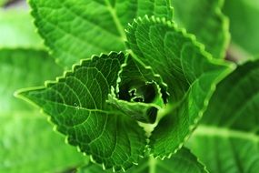 green leaves of nettle plant