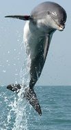 funny dolphin jumping from water