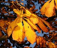 autumn colours of chestnut tree