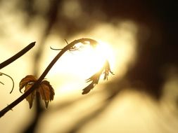 grass in the golden light of the sun