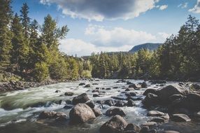 Landscape of the stream and forest