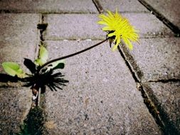 yellow dandelion is growing in the sidewalk