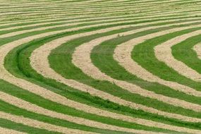 Yellow circles on a beautiful green field after harvest
