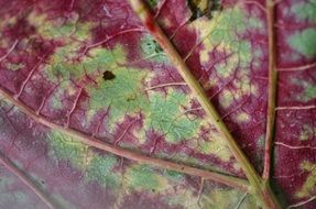 very beautiful leaf