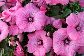 red and pink mallow flowers