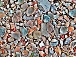 Seashells and clams on the beach