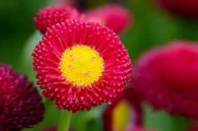 closeup picture of the red and yellow flowers