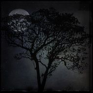 black silhouette of a tree on the background of the moon