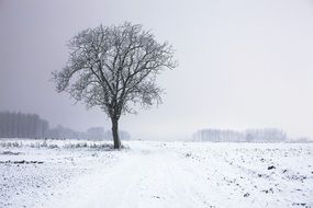 lonely tree in winter