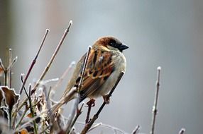 Sparrow on a branch