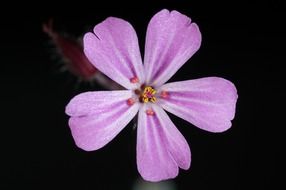 flower pink macro