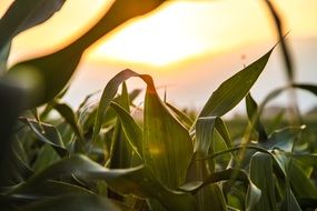 corn green foliage