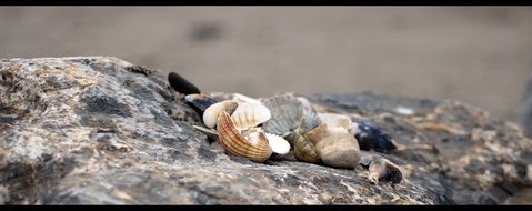 colorful seashells on stone