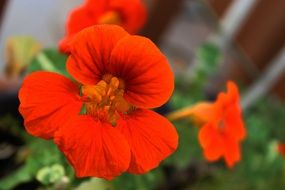 Red nasturtium flowers