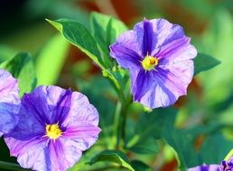 breathtaking purple wild flower