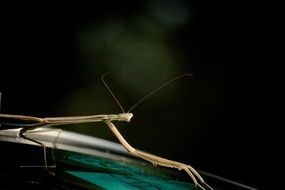 mantis from the cockroach family
