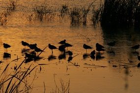 Birds on the lake at sunset