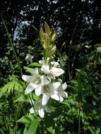 white bellflower