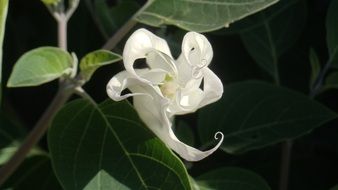 unfurling moonflower, blooming plant