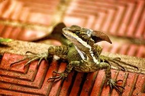 Tropical lizard on the tile