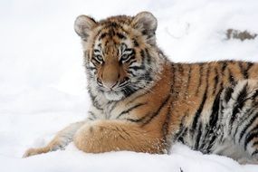 portrait of a tiger in the snow