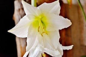 White sword lily flower macro photo