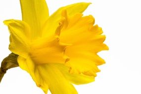 Yellow narcissus pseudonarcissus macro recording
