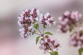 delightful garden flowers