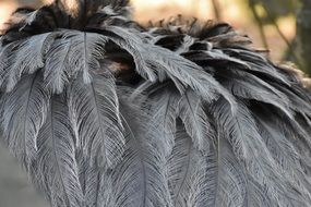 Photo of the feathers