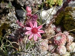 joubarde flower mountain nature