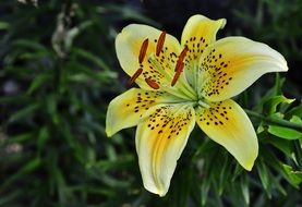 spotted yellow lily