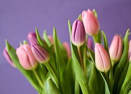 purple pink tulips
