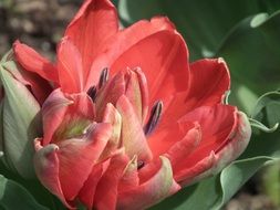 closeup picture of red tulip in the spring garden