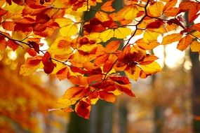 beautiful autumn leaves on a tree