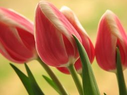Macro picture of tulip flowers