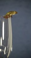 water frog in jump
