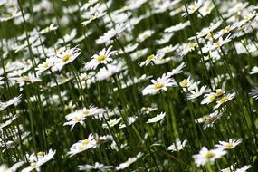 field of white daisies in summer