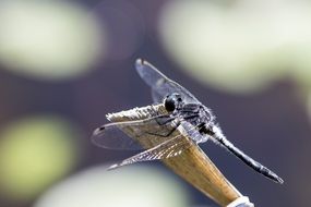 delightful small insect