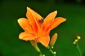 orange flower grows in the garden