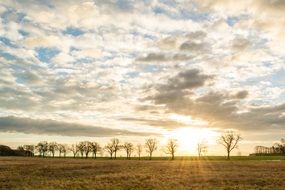 Sunrise behind the trees on the field