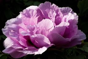 Lush pink peony close-up