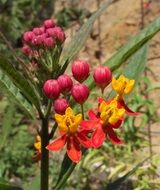 asclepias tuberosa, blooming butterfly weed in wild