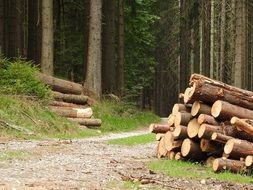 logs along a forest road in southern bohemia