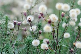 summer plant blooming with white flowers