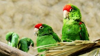 green parrot birds observing close-up
