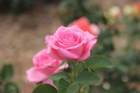 Pink rose bush close up