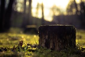 stump in a forest glade close-up on blurred background