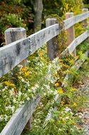 wildflowers near the fence