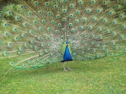 stunningly beautiful peacock bird